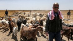 En Syrie, le bétail est en danger, et pas seulement à cause des jihadistes