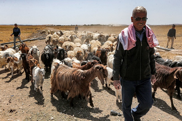 -Le fermier syrien Mohammad Saasani, se promène avec son troupeau de moutons et de chèvres dans la campagne au sud-est de Damas, la capitale syrienne en avril 15, 2021. Photo de LOUAI BESHARA /AFP via Getty Images.