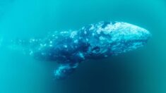 La baleine grise Wally est à l’agonie en Espagne, trois semaines après son passage en Méditerranée française