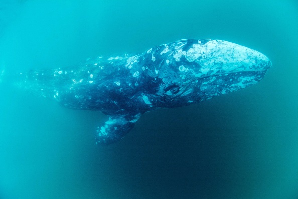 La baleine Wally le 4 mai 2021 près de la côte de Sète (Hérault), alors qu'elle était perdue dans la mer Méditerranée. (RENAUD DUPUY DE LA GRANDRIVE/AFP via Getty Images)