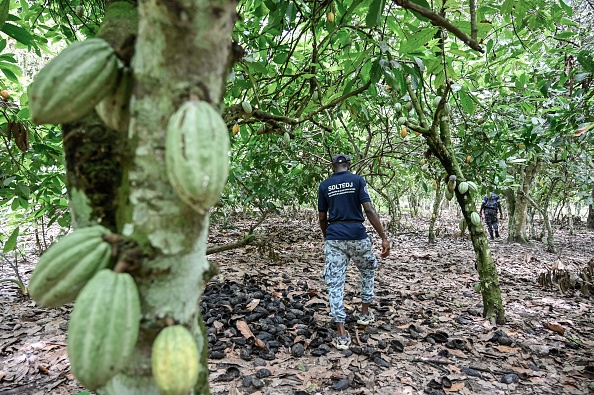 -Un policier ivoirien à la recherche d'enfants travaillant dans les plantations de cacao à 
Meagui, le 6 mai 2021. Photo par SIA KAMBOU / AFP via Getty Images.
