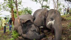 Inde : découverte de 18 dépouilles d’éléphants, a priori morts par la foudre