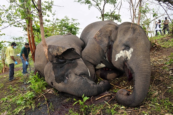 Au moins 18 éléphants sont soupçonnés d'avoir été tués par la foudre dans le nord-est de l'Inde, une enquête  en cours. (Photo : BIJU BORO/AFP via Getty Images)