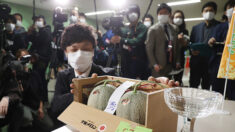 Japon : record pour deux melons vendus aux enchères plus de 20 000 euros