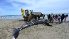 Une baleine à bosse, espèce rare en Méditerranée, s’échoue près de La Grande-Motte