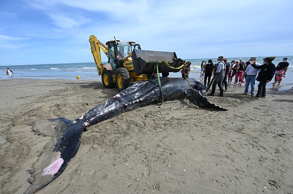 Une baleine à bosse de sept mètres de long est évacuée par une pelleteuse après avoir échoué sur la plage de Carnon près de La Grande-Motte. (Photo : PASCAL GUYOT/AFP via Getty Images)