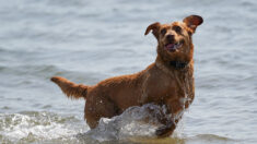 Côtes-d’Armor : deux chiens fugueurs surpris par la marée sont sauvés par les pompiers