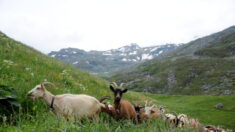 Haute-Savoie : un berger tabassé « à 8 contre 1 » par des jeunes en quad, dans un site protégé Natura 2000