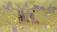 « Optimisme » en Espagne pour la survie du lynx ibérique