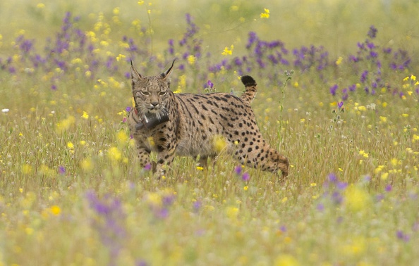 -Le lynx ibérique fait ses premiers pas après avoir été relâché dans une ferme près de Tolède le 24 avril 2015 dans le cadre du repeuplement des espèces menacées. Photo Pierre-Philippe Marcou / AFP via Getty Images.