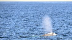 Vidéo – Une baleine grise égarée observée pour la première fois en Méditerranée française
