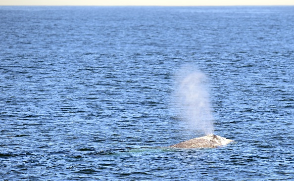 Une baleine grise remonte à la surface en traversant l'océan Pacifique au large de la côte sud de la Californie.      (Photo : FREDERIC J BROWN/AFP via Getty Images)