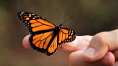 Un papillon rend visite à un père après la mort de sa fille et l’incite à élever des papillons monarques en sa mémoire