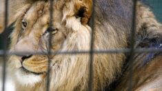 Afrique du Sud : l’élevage de lions en captivité pour la chasse va être interdit