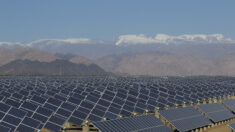 Des panneaux solaires dans le monde entier sont liés au travail forcé des Ouïghours, selon une enquête