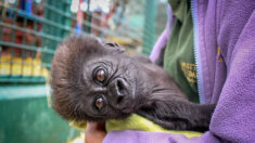 Un bébé gorille prématuré rejeté par sa mère est nourri au biberon, puis adopté par son arrière-grand-mère