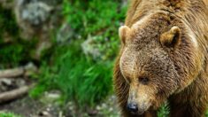 [Vidéo] Des randonneurs filment des ours des Pyrénées en Ariège, deux rencontres exceptionnelles la même semaine