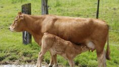 Mayenne : un groupe de randonneurs s’aperçoivent qu’il se passe « quelque chose d’anormal » et sauvent la vie d’une vache qui venait de mettre bas