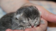 « Stérilisez vos animaux, bordel » : le coup de gueule d’un vétérinaire obligé d’euthanasier 4 chatons
