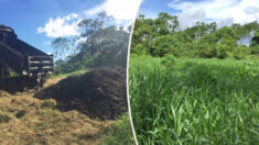 Des chercheurs déversent des tonnes de déchets de café sur une terre dégradée, deux ans plus tard, elle a été transformée