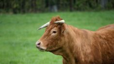 Corse : après le chant du coq, le meuglement du taureau dérange certains habitants