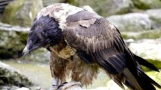 Drôme: un gypaète barbu, espèce menacée, tué par une pale d’éolienne après sa réintroduction