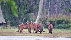 Un photographe tremblait d’excitation après avoir repéré cinq insaisissables panthères de Floride en un jour