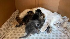 Une maman chatte aimante adopte des chatons abandonnés et les traite comme les siens