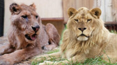 Un lion au seuil de la mort et au passé horrible ressemble à un « vrai roi » trois ans après son sauvetage : vidéo
