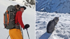 Une chatte égarée suit des randonneurs jusqu’au sommet d’une montagne suisse de 3073 mètres