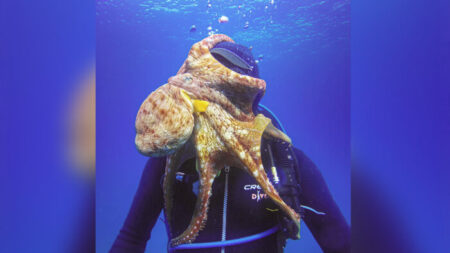 Dans les eaux d’Hawaï, une pieuvre plus qu’amicale s’accroche à un plongeur pour lui faire un gros câlin