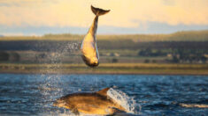 Des photos étonnantes montrent un couple de dauphins effectuant des figures acrobatiques au large de la côte écossaise