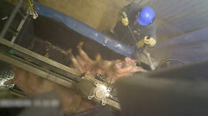 Maltraitance animale : L214 diffuse des images choc d’un abattoir de cochons dans le Finistère