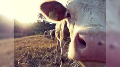 Lot-et-Garonne : ils découvrent une vache dépecée et une autre criblée de balles