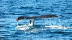 Sur le littoral landais, une baleine est retrouvée avec 16 kg de plastiques dans le ventre