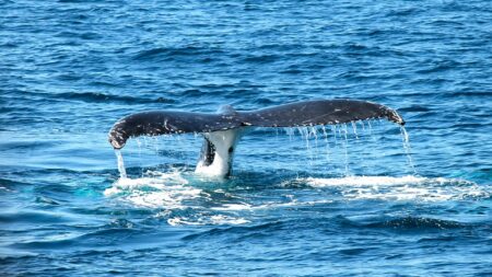 Sur le littoral landais, une baleine est retrouvée avec 16 kg de plastiques dans le ventre