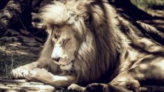 Sarthe : l’emblème du zoo de La Flèche, Jabu le lion blanc, est décédé