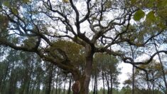 Les chênes de nos forêts françaises partent en Chine