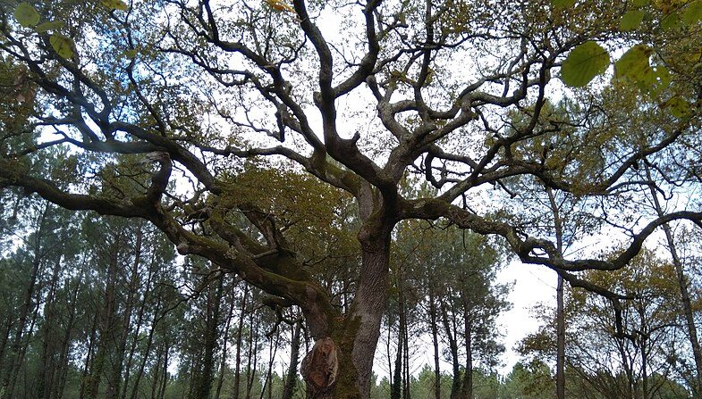 Un chêne classé "arbre remarquable" dans les Landes, dont l'âge est estimé à 600 ans. (Crédit : Blef00fr)