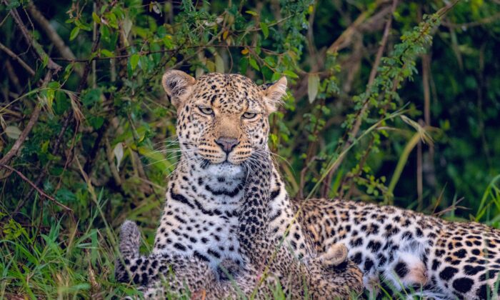 Un adorable petit léopard se jette sur sa mère et joue avec elle, qui a l'air très fatiguée, dans le Masai Mara, au Kenya. (Leighton Lum/Caters News)