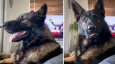 Une vidéo montre la réponse hilarante d’un ancien chien policier lorsque son propriétaire dit « cocaïne » – et cela devient viral