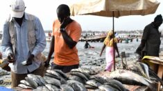 Afrique de l’Ouest: farine et huile de poisson privent les populations d’aliments essentiels, dénonce Greenpeace