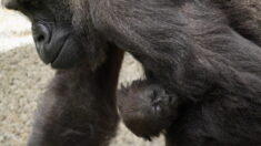 Un bébé gorille né en milieu naturel de deux parents réintroduits au Gabon
