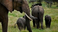 Chine: les éléphants s’offrent une sieste en pleine équipée