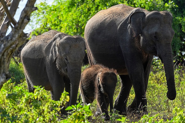 -Illustration- Des éléphants se promènent dans le parc national de Yala le 3 octobre 2020. Photo par ISHARA S. KODIKARA / AFP via Getty Images.