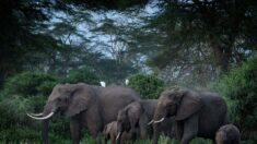 Rando d’éléphants en Chine: un mâle voyage en solitaire