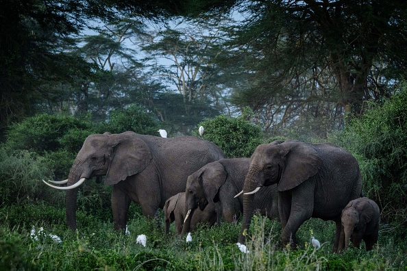 -Illustration– Eléphants en périple, traversent la Chine. Photo de Yasuyoshi CHIBA / AFP via Getty Images.