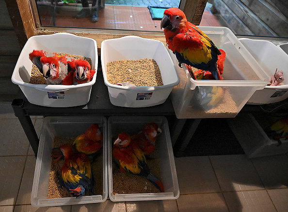 -L’ara rouge, l'oiseau le plus vénéré par les Mayas et menacé d'extinction s'il n'est pas protégé. Une initiative du président hondurien Juan Orlando Hernandez, d’aider à reproduire des aras dans leurs territoires d'origine. Photo d'Orlando SIERRA / AFP via Getty Images.
