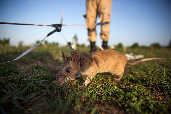 -Des manipulateurs entraînent des rats à détecter différents types de mines et de munitions non explosées le 2 juillet 2015 à Siem Reap, au Cambodge. Photo de Taylor Weidman/Getty Images.