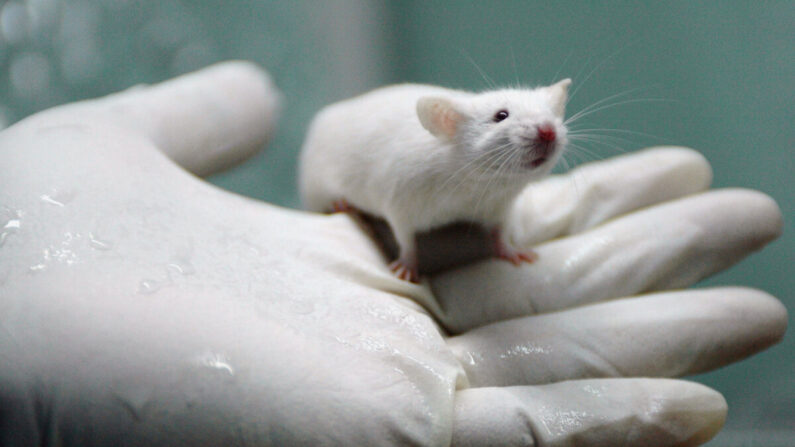 Un chercheur tient un rat blanc au State Key Laboratory of Biotherapy établi par la West China Medical School de l'Université du Sichuan à Chengdu, dans la province du Sichuan, dans le sud-ouest de la Chine, le 3 août 2005. (China Photos/Getty Images)